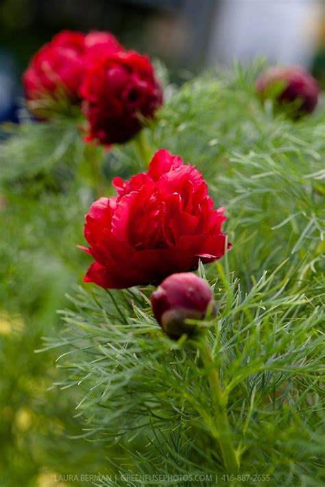 Double Fern Leaved Peony Paeonia Tenuifolia Plena