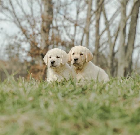 An Overview Of English Labradors — Smoky Mountain Labradors