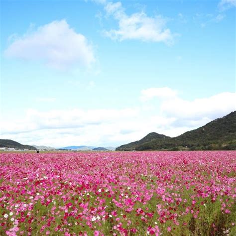 馬場コスモス畑口コミアクセスと周辺観光ガイド料金地図