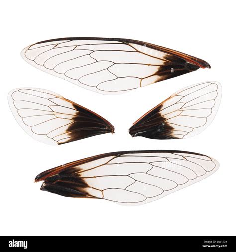 cicada wings isolated Stock Photo - Alamy