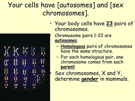 Ppt Lg How Do We Produce Gametes Date 2413 Powerpoint