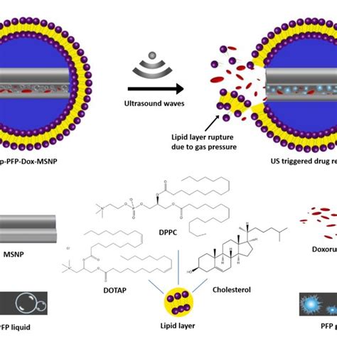 Schematic Illustration Of Us Responsive Drug Delivery System Based On