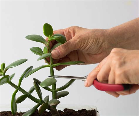 Comment Propager Des Plantes De Jade Pour Plus De Ces Plantes