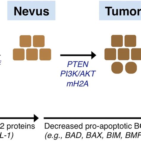 The BCL-2 family of proteins. The BCL-2 family of proteins is divided... | Download Scientific ...