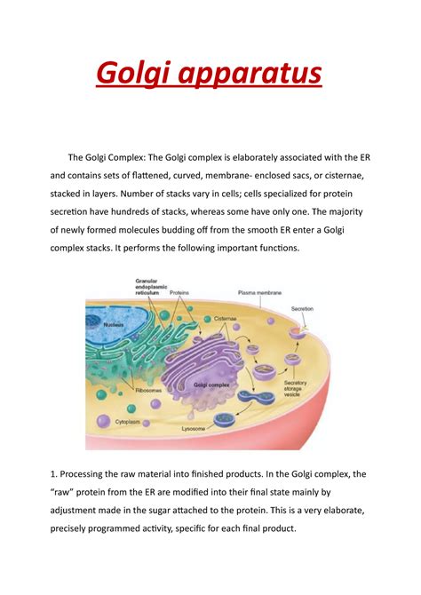 Golgi Apparatus Golgi Apparatus The Golgi Complex The Golgi Complex