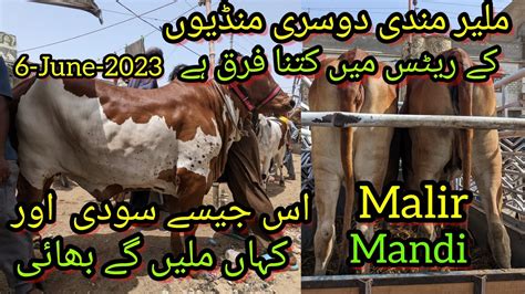 Malir Mandi Latest Rates Bargaining June News Mandi Update Cow