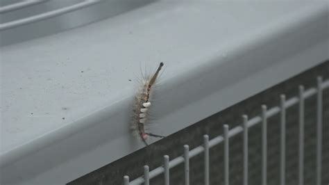 Tussock Moth Caterpillars Pose Risk Of Rash