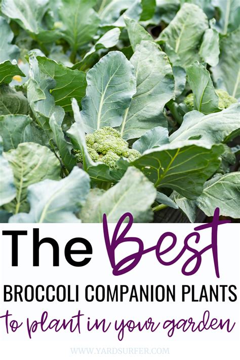 Broccoli Companion Planting Plants To Grow With Broccoli Artofit