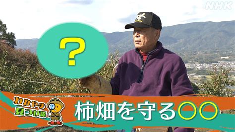 2023年11月21日 ギュギュっと和歌山 Nhk