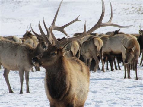 Free picture: bull, elk, sports, beautiful, set, antlers