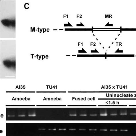 Detection Of Parental Mtdna From A Single Cell By Pcr A And B