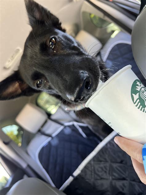 Dog has persistent eye boogers : r/vet