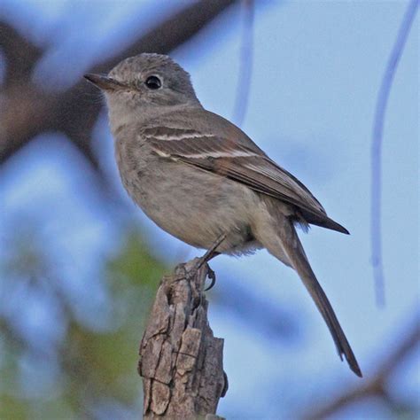 Gray Flycatcher Birds Of San Diego County California · Inaturalist