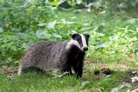 Premium Photo Close Up Of A Beautiful European Badger Meles Meles