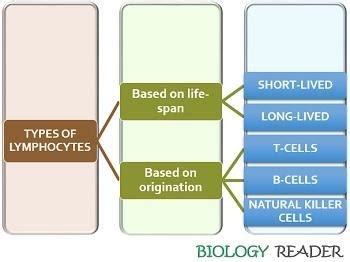 What are Lymphocytes? meaning, types & differentiation - Biology Reader