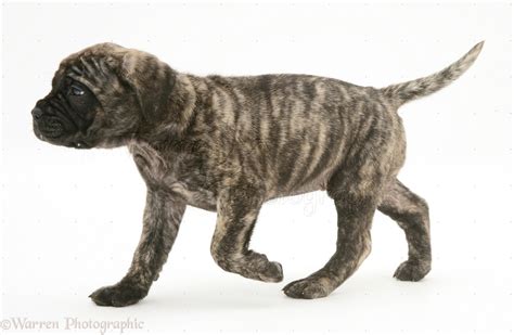 Dog: Brindle English Mastiff pup trotting across photo WP11669