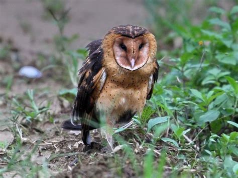 Birds Of The World Barn Owls Tytonidae