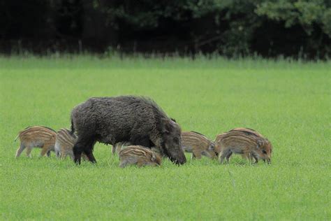 IMG 1545 Wild Zwijn Zeug Met Frislingen Willemvg Flickr