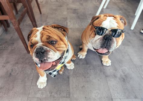 Cute English bulldogs 22860687 Stock Photo at Vecteezy