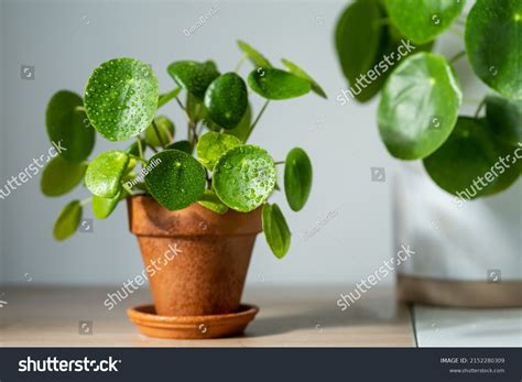 Closeup Pilea Peperomioides Houseplant Terracotta Pot Stock Photo