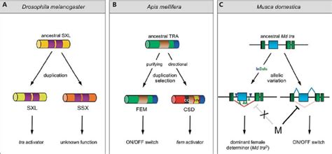 Evolution Of Sex Determining Signals Different Mutational Routes Can Download Scientific