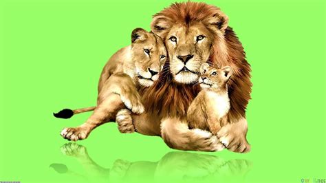 Download Lion Family Wallpaper - WallpapersHigh