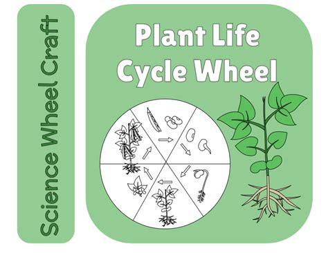 Plant Life Cycle Craft Wheel - Beachside Homeschool