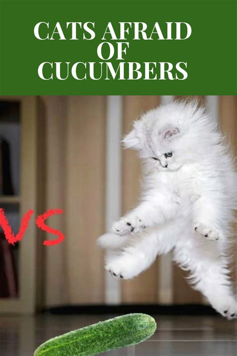 Why Are Cats Afraid Of Cucumbers