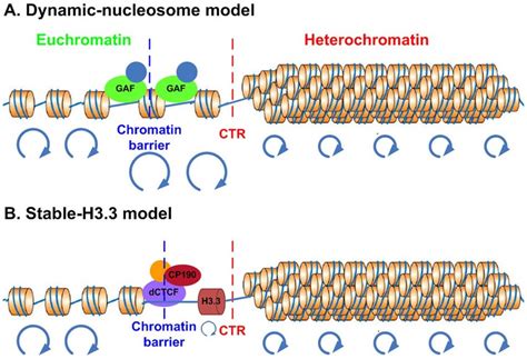 Proposed Models For Facultative Heterochromatin Boundary Models