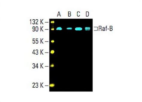 Braf Antibody F 7 Scbt Santa Cruz Biotechnology