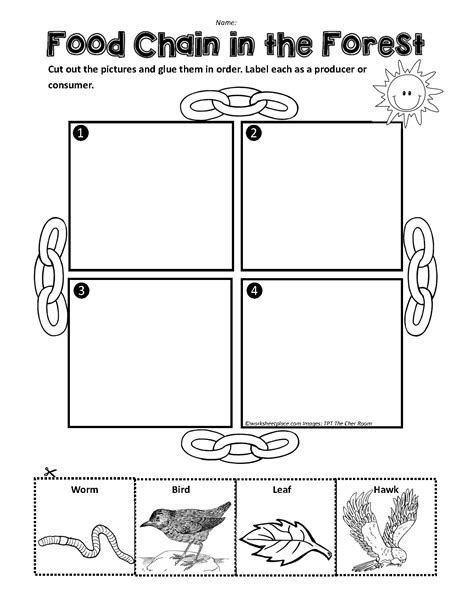 A Forest Food Chain Worksheets