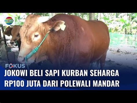 Sapi Kurban Dari Presiden Jokowi Dibeli Di Polewali Mandar Seharga