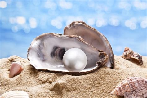 Shell With A Pearl Stock Photo Valentyn Volkov