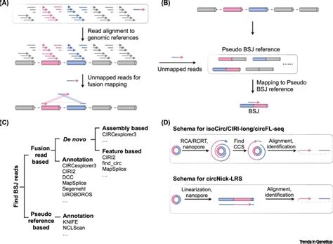 Approaches And Challenges In Genome Wide Circular RNA Identification