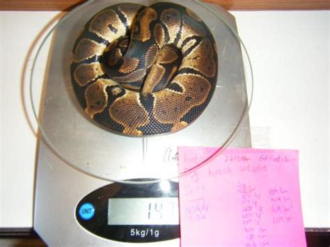 NW England - 2014 Ball python hatchlings good prices | Reptile Forums