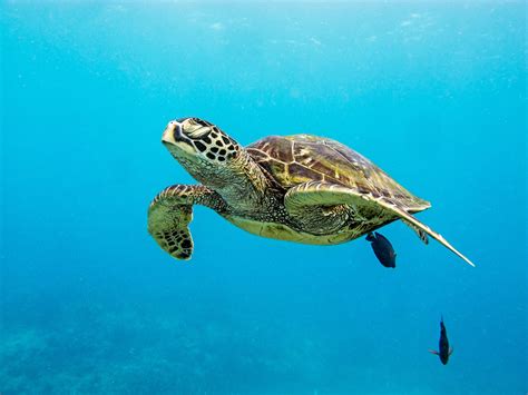 Honu Hawaiian Diving: Hawaiian Green Sea Turtle