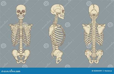 Menselijke Het Pakvector Van De Torso Skeletachtige Anatomie Vector