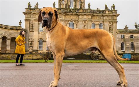 What Breeds Make A Great Dane