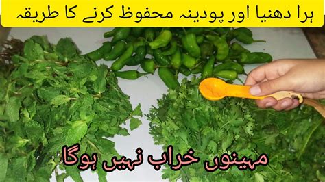 How To Save Mint And Coriander Leaves For 2 3 Month Podina Aur Hara