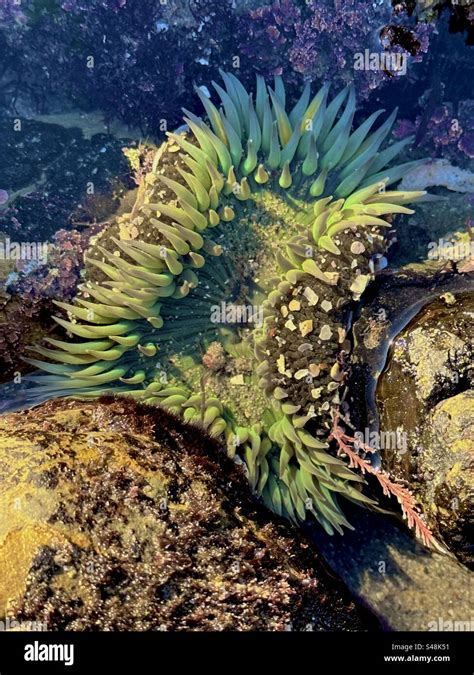 Aggregating Anemone Anthopleura Elegantissima Is A Species Of Sea