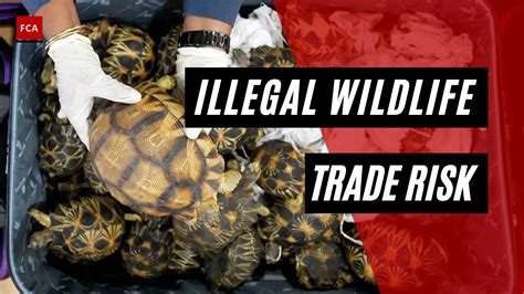 What Is Illegal Wildlife Trade And Poaching