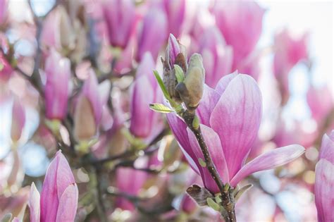 Tulip Magnolia Pohon Cabang Foto Gratis Di Pixabay Pixabay