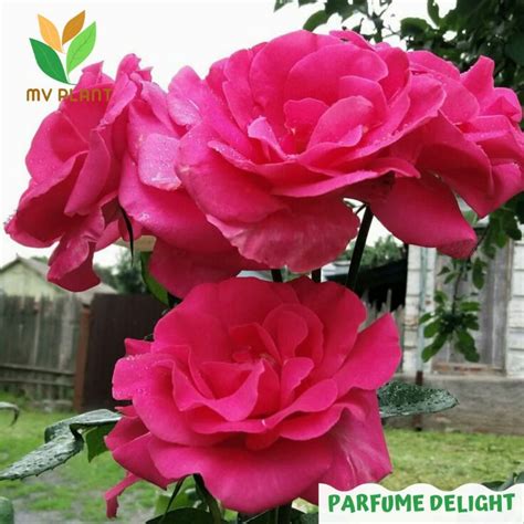 Jual Tanaman Hidup Bibit Bunga Mawar Import Rosa Sp Hidup Mawar Murah