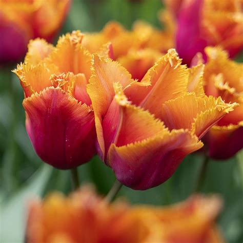 Buy Fringed Tulip Bulbs Tulipa Louvre Orange Delivery By Waitrose Garden