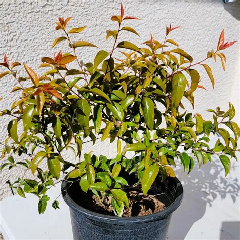 Shiny Xylosma Desert Shade Nursery