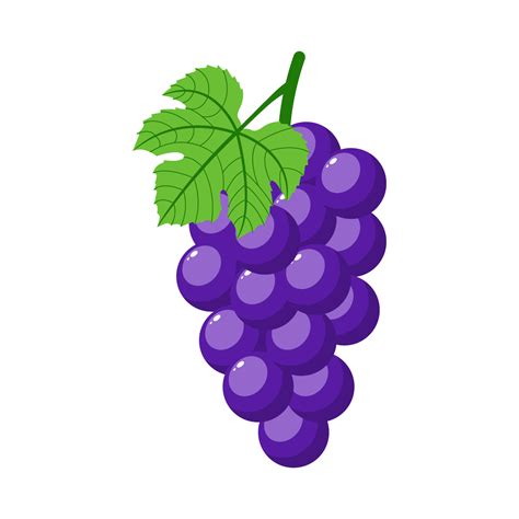 Uvas Moradas Aisladas Sobre Fondo Blanco Racimo De Uvas Moradas Con