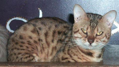 The Truth About Tabbies: Basic Tabby Cat Genetics | Tabby cat, Bengal ...