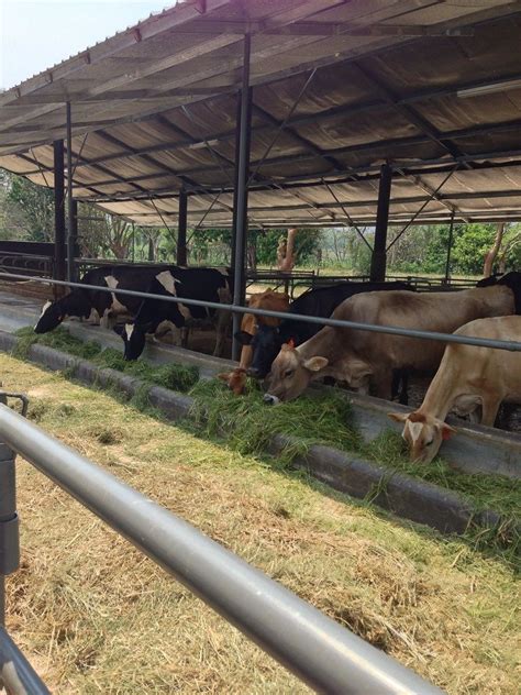 Sığır besiciliği Gallinas de traspatio Fotos de caballos salvajes