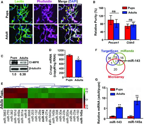 Diminishing Ci Mpr Protein Expression In Adult Brmv Is Associated With