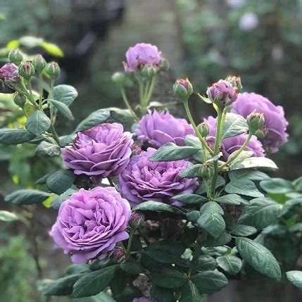 Cây Hoa Hồng Kinda Blue Rose | Cây Ăn Trái Dễ Trồng
